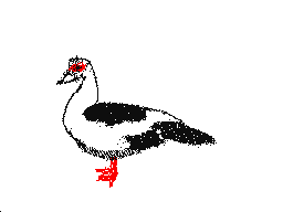 Muscovy duck