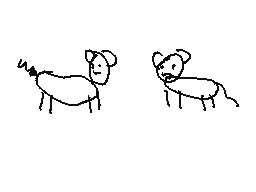 dog and cat